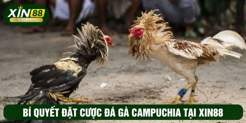 Tham khảo các bí quyết cược đá gà Campuchia hiệu quả