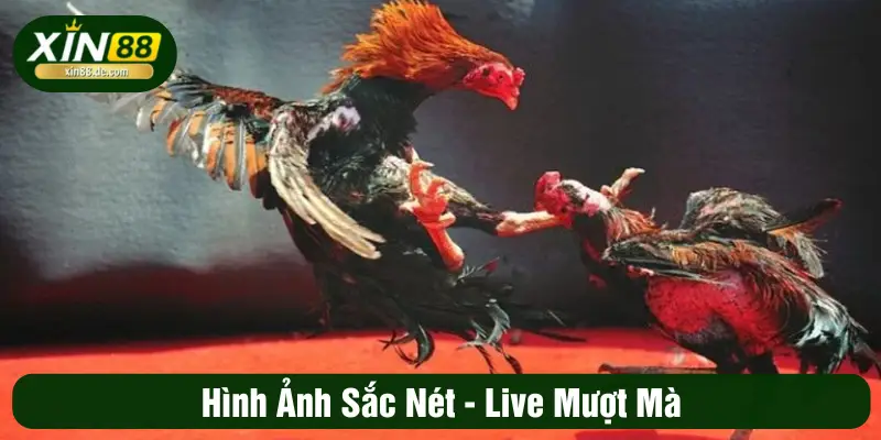 Hình ảnh sắc nét, live mượt mà